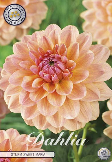 Dahlia Deco. Sturm Sweet Maria x1 l I