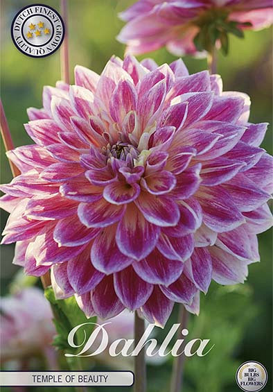 Dahlia Temple of Beauty x1 l I