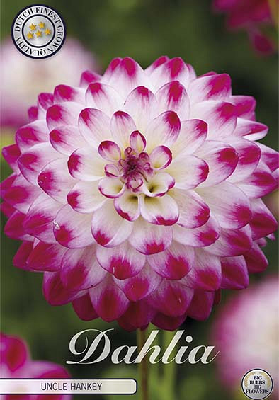 Dahlia Uncle Hankey x1 l I