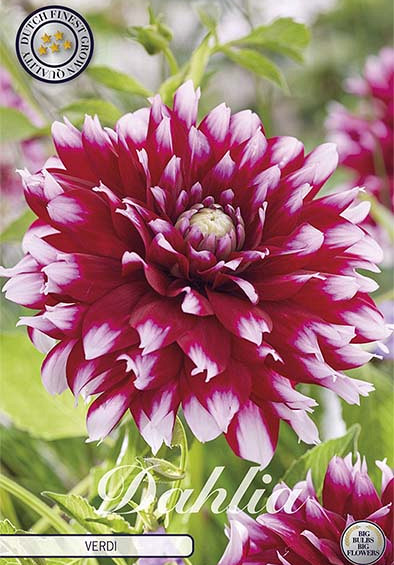 Dahlia Verdi I