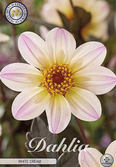 Dahlia Anemone White Cream x1 l I