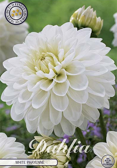 Dahlia Deco. White Phayenne x1 l I