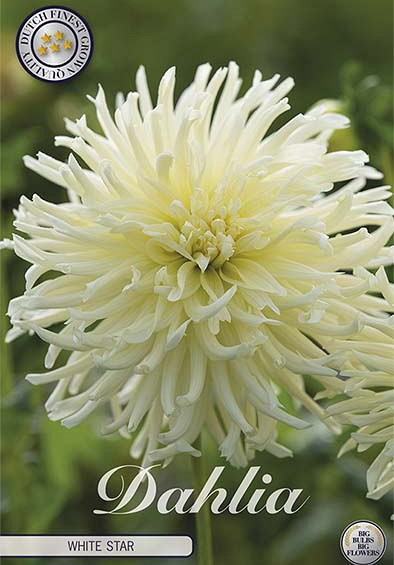 Dahlia Cactus White Star x1 l I