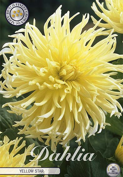 Dahlia Deco. Yellow Star x1 l I