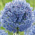 Allium Caeruleum x15 5/+