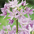 Allium Eros x10 5/6