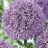 Allium Gladiator x1 20/+