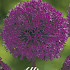 Allium Purple Sensation x5 12/14