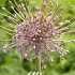 Allium Schubertii x3 14/16