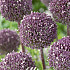 Allium Summer Drummer x 3 12/14