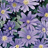 Anemonen Blanda Blue Shades x20 5/6