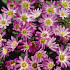 Anemonen Blanda Pink Star x10 5/6