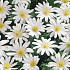 Anemonen Blanda White Splendour x10 5/6