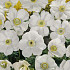 Anemonen Cor. Bride x20 5/6