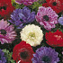 Anemonen Cor. St. Brigid Mixed x20 5/6