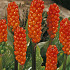 Arum italicum x3 I .