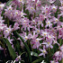 Chionodoxa Forbesii Pink Giant x20 5/6