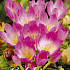 Colchicum Giant x1 20/24