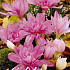 Colchicum Waterlily x1 14/16