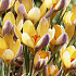 Crocus Chrysanthus Advance x10 5/6