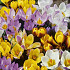 Crocus Chrysanthus Mixed x20 5/6