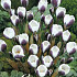 Crocus Chrysanthus Prins Claus x10 5/6