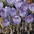 Crocus Speciosus x15 5/6