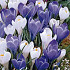 Crocus Vernus Blue Ice x10 8/9