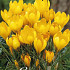 Crocus Vernus Golden Yellow x10 8/9