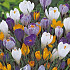 Crocus Vernus Mixed x10 8/9