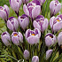 Crocus Vernus Pickwick x10 8/9