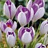 Crocus Vernus Vanguard x10 8/9