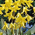 Erythronium Pagoda x1 l .