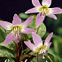 Erythronium Purple King x1 I .