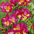 Freesia Single Pink x15 5/6