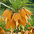 Fritillaria Imp. Aurora x1 24/26