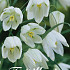 Fritillaria Meleagris Alba x10 7/+