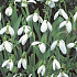 Galanthus Elwesii x10 5/6