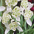 Galanthus Nivalis Flore Pleno x7 5/6