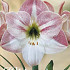 Hippeastrum Apple Blossom x1 30/32