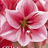 Hippeastrum Gervase x1 30/32