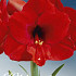 Hippeastrum Red Lion x1 30/32