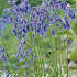 Hyacinthoides Non Scripta Blue x10 8/9