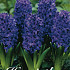 Hyacinthus Spring Field x5 15/16