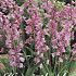 Hyacintoides Hispanica Pink x10 8/9