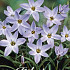 Ipheion Wisley Blue x15 4/5