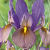 Iris Hollandica Black Beauty x15 8/9