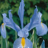 Iris Hollandica Blue Magic x15 8/9