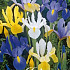 Iris Hollandica Mixed x15 8/9