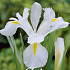 Iris Hollandica White Magic x15 8/9